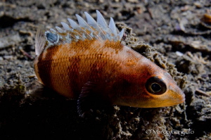 Little sleeping fish in Backlight, Night dive by Marco Gargiulo 